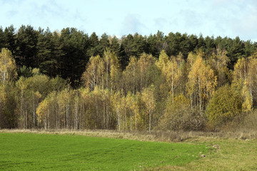 Fototapeta na wymiar forest in autumn 