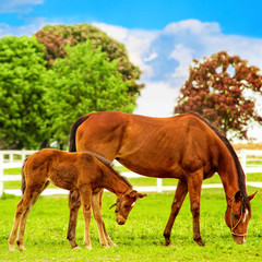 Horse and foal eating.