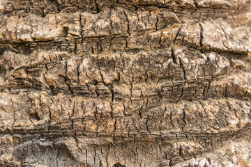 old dry palm tree rind texture
