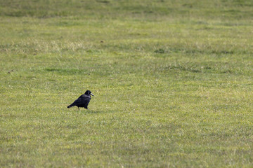 Krähen im Dartmoor