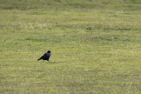 Kr&auml;hen im Dartmoor