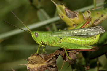 Chorthippus, a genus of acridid grasshoppers