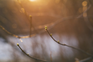 branch with buds in a early spring sunny day