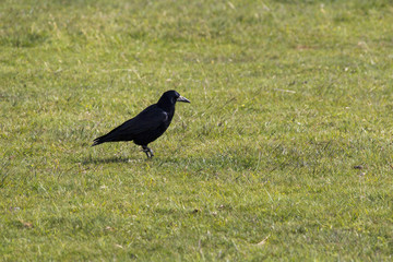 Kr&auml;hen im Dartmoor