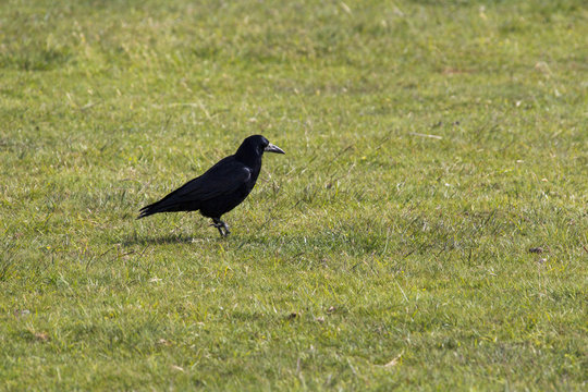 Kr&auml;hen im Dartmoor