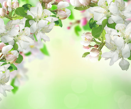 spring blossom on nature background