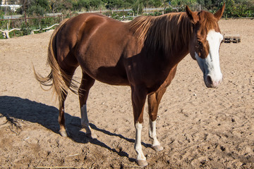 Obraz premium Horses on a farm 