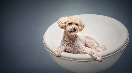 Hund im Sessel