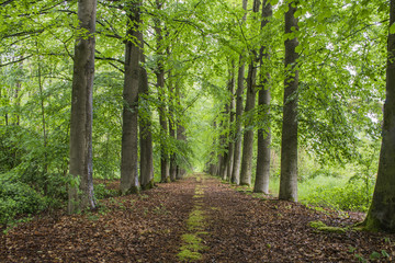 Fototapeta premium groen laantje