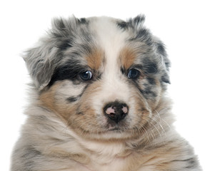 puppy australian shepherd