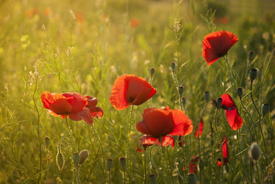 Poppy field against sunlight