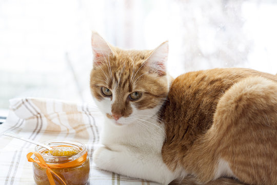 The red cat and orange jam in glass jar, selective focus.