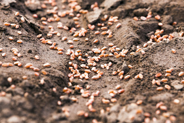 sowing wheat  . spring