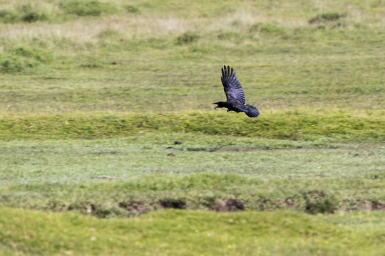 Kr&auml;hen im Dartmoor
