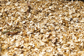 timber. forest. Spring  