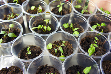 The tomato seedlings in plastic cups closeup
