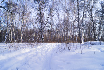 Дорога в лесу