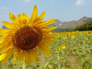 Fototapeta premium Sunflower