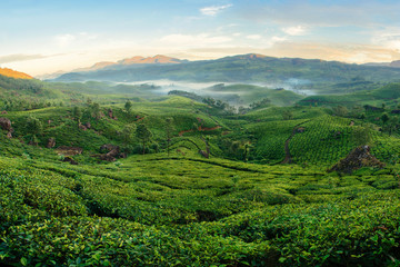 Fototapeta na wymiar Green hills of tea plantations in Munnar