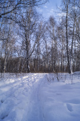 Дорога в березовой роще