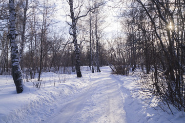 Березовый лес