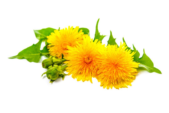 Fototapeta Dandelion