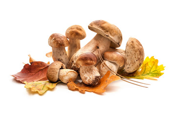Porcini mushrooms