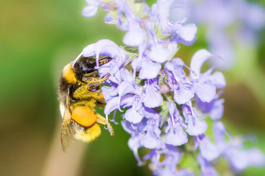 Bumblebee collecting nectar