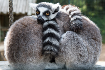 lemur, double, couple, love