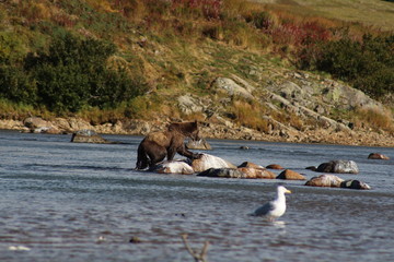 Grizzly bear