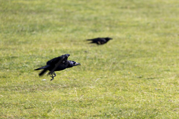 Krähen im Dartmoor