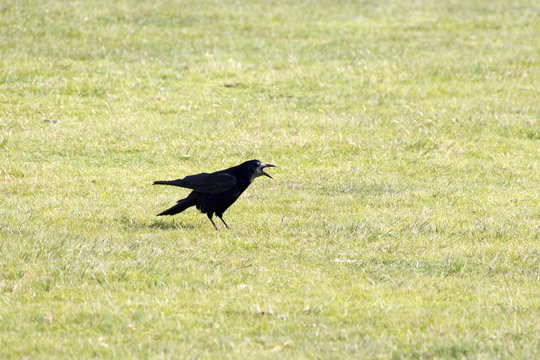 Kr&auml;hen im Dartmoor