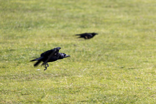 Kr&auml;hen im Dartmoor