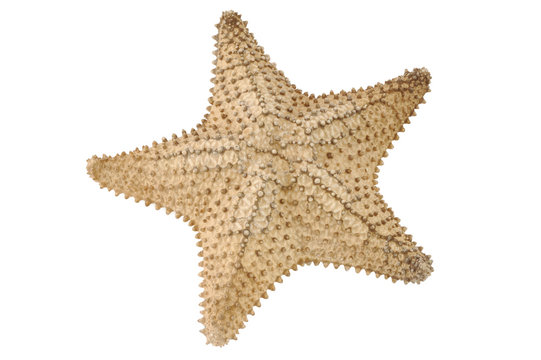 Sea star. Isolated on white