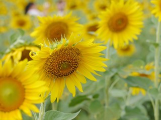 Fototapeta premium Sunflower