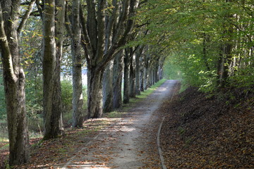 Waldweg