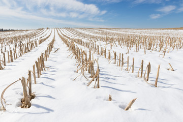 Snow Covered Corn Field in Winter