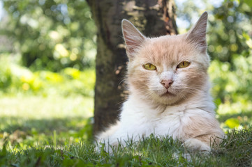 Naklejka na ściany i meble Beautiful cat lying in the grass hiding from the summer heat in