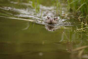 River otter(lutra lutra)/beautiful and playful river otter from Czech Republic / River otter(lutra lutra)/beautiful and playful river otter from Czech Republic 