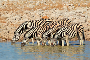 Fototapeta na wymiar Plains (Burchells) Zebras (Equus burchelli) drinking water, Etosha National Park, Namibia.