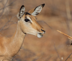 Impala portrait in Africa bush
