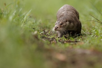 River otter(lutra lutra)/beautiful and playful river otter from Czech Republic / River otter(lutra...