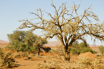 Namibia desert, Africa