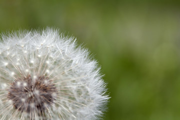 Fluffy dandelion, close-up