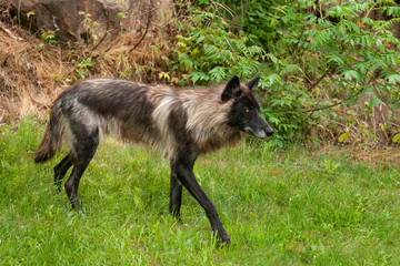 Black Grey Wolf (Canis lupus) Walks Right