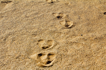 Fototapeta na wymiar Oryx footprints in Namib Desert