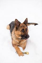 German Shepherd dog, sitting on snow with bone