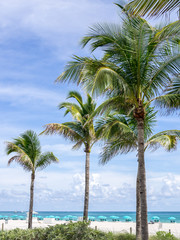 Fototapeta na wymiar The Palms of the Beach