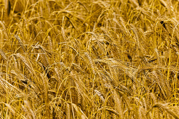mature cereal , close-up 