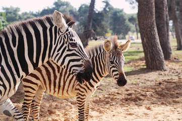 Fototapeta na wymiar Zebra in Safari in Tel-Aviv